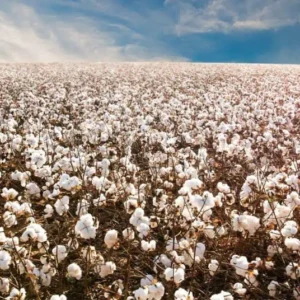 Cereais - Algodão